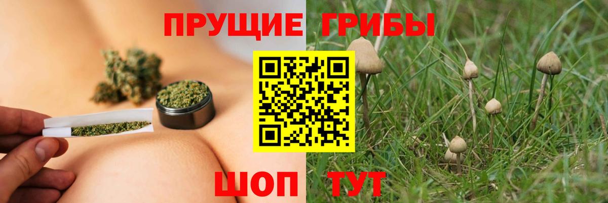 Псилоцибиновые грибы GOLDEN TEACHER  наркошоп  Вход с VPN  Аргун  Галлюциногенные грибы Magic Shrooms 